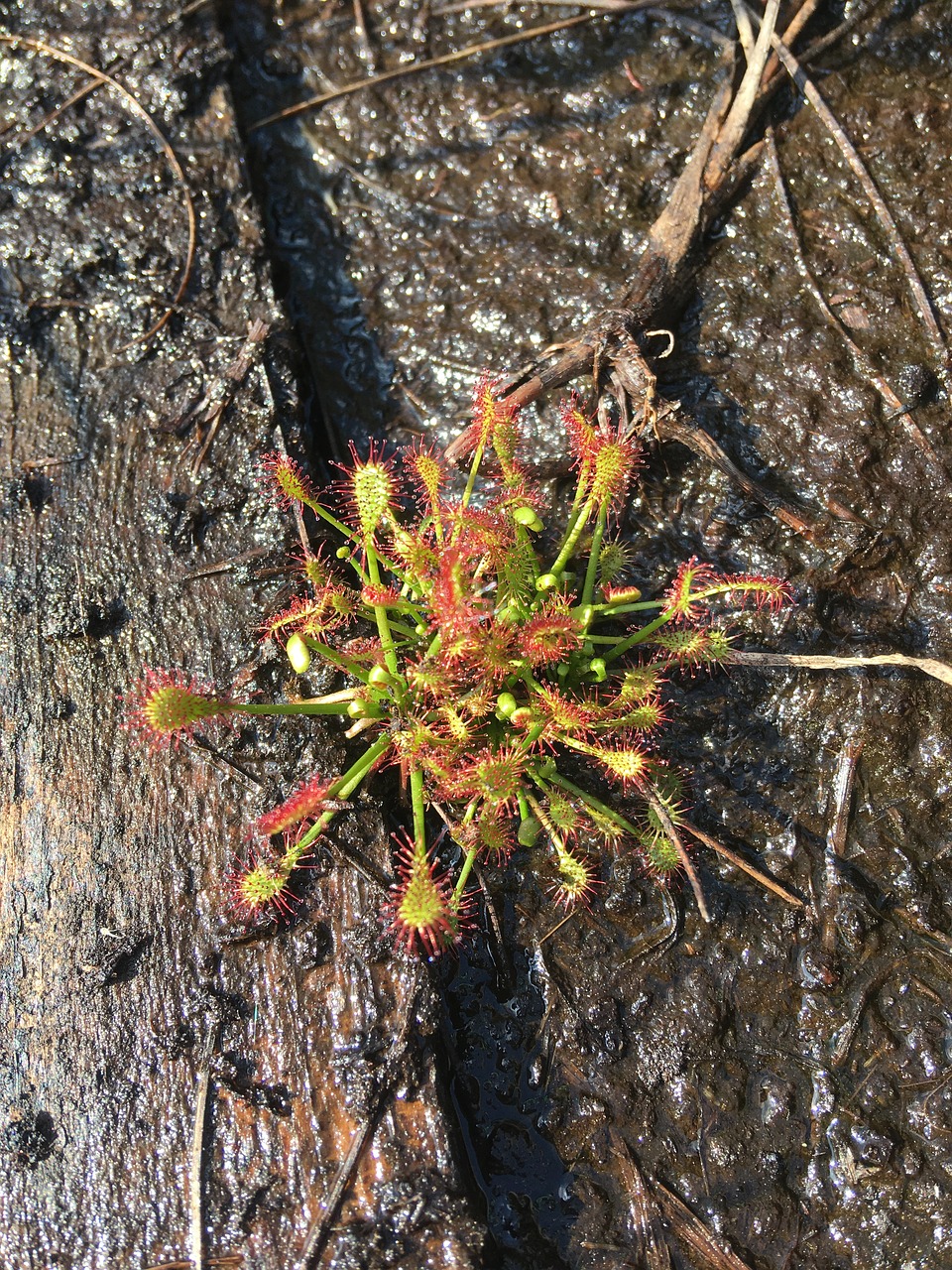 sundew moor nature free photo