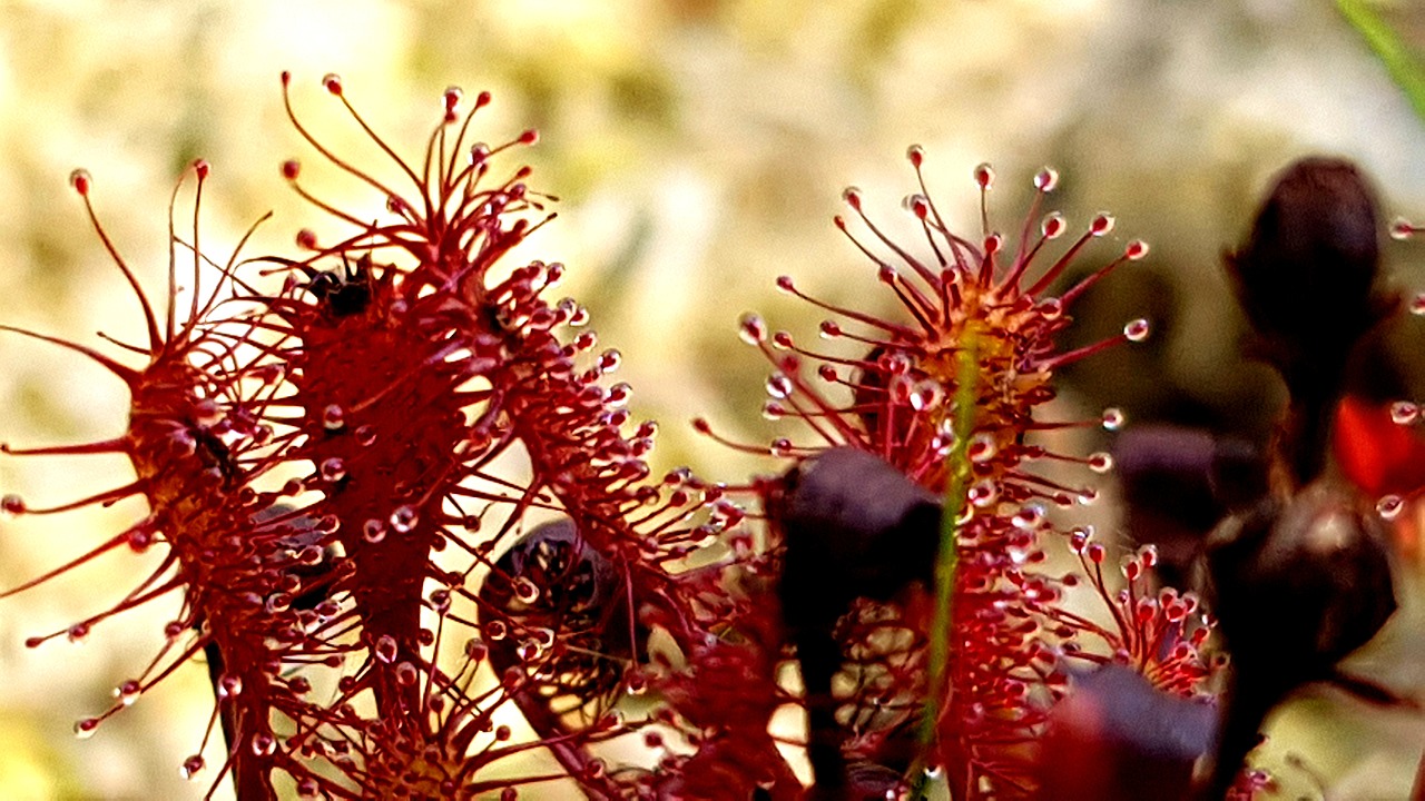 sundew  macro  plant free photo