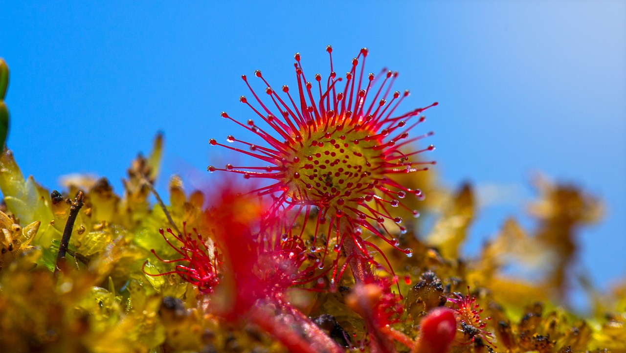 sundew swamp plant free photo