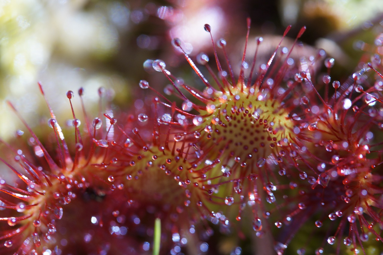 sundew carnivore plant free photo