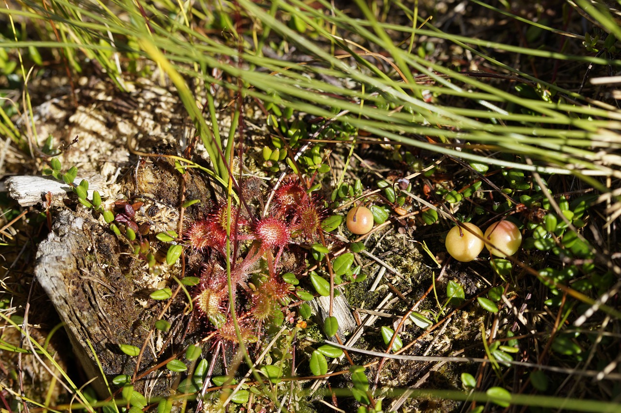 sundew drosera tentacles free photo