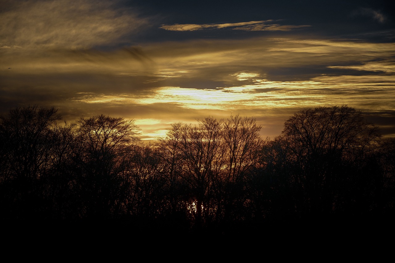 sundown  forest  sky free photo