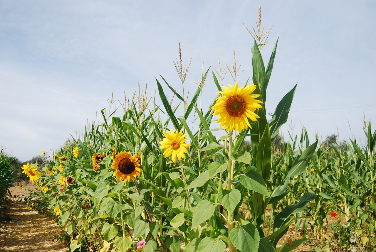 sunflower corn stalks corn free photo