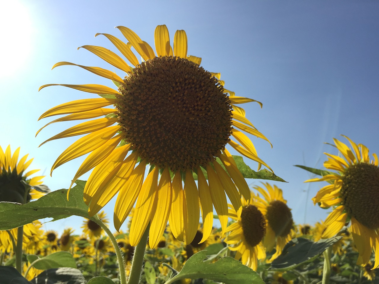 sunflower summer plant free photo