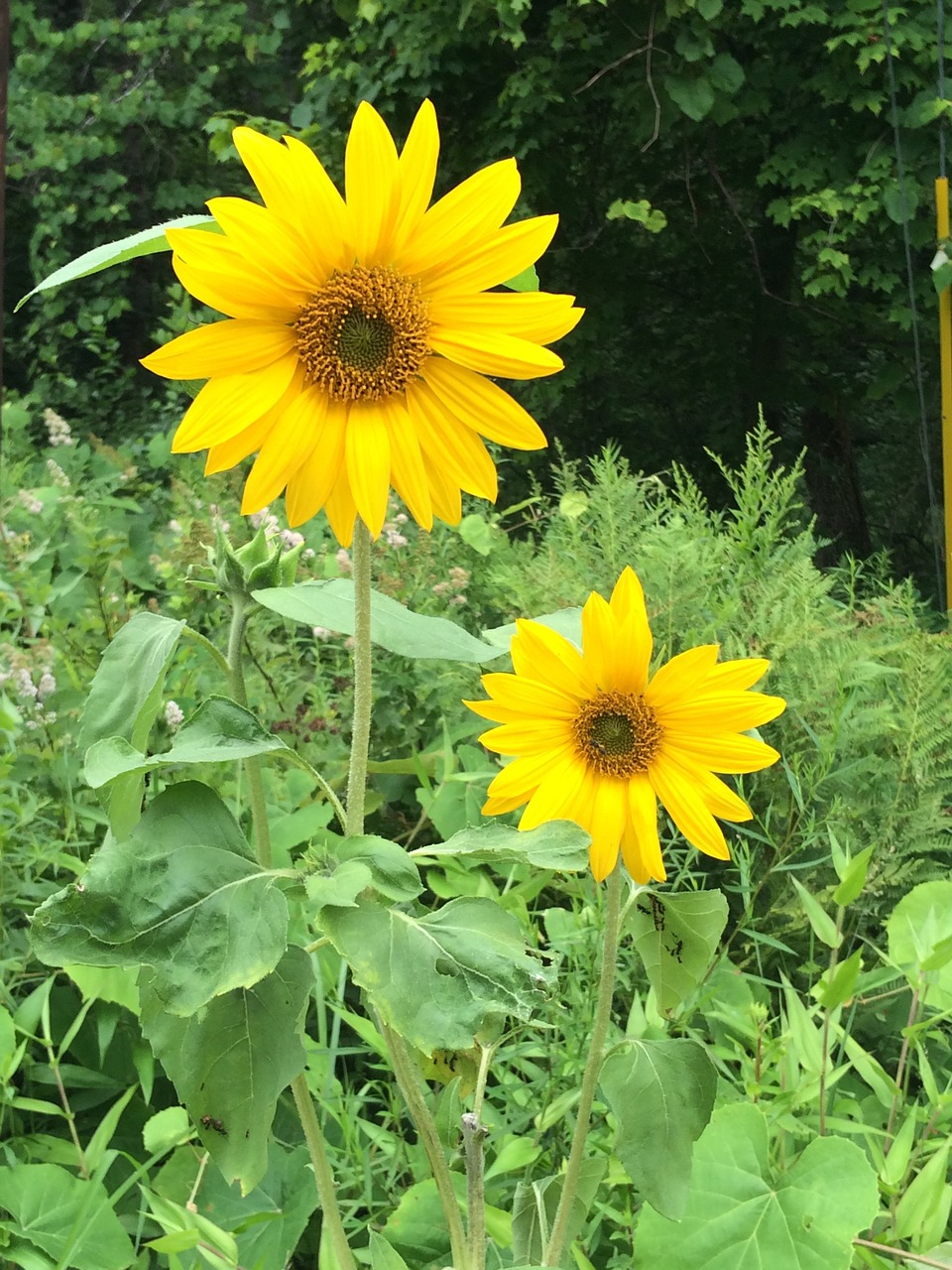 sunflower nature flower free photo