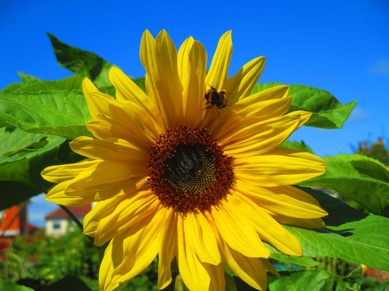 sunflower bright yellow free photo