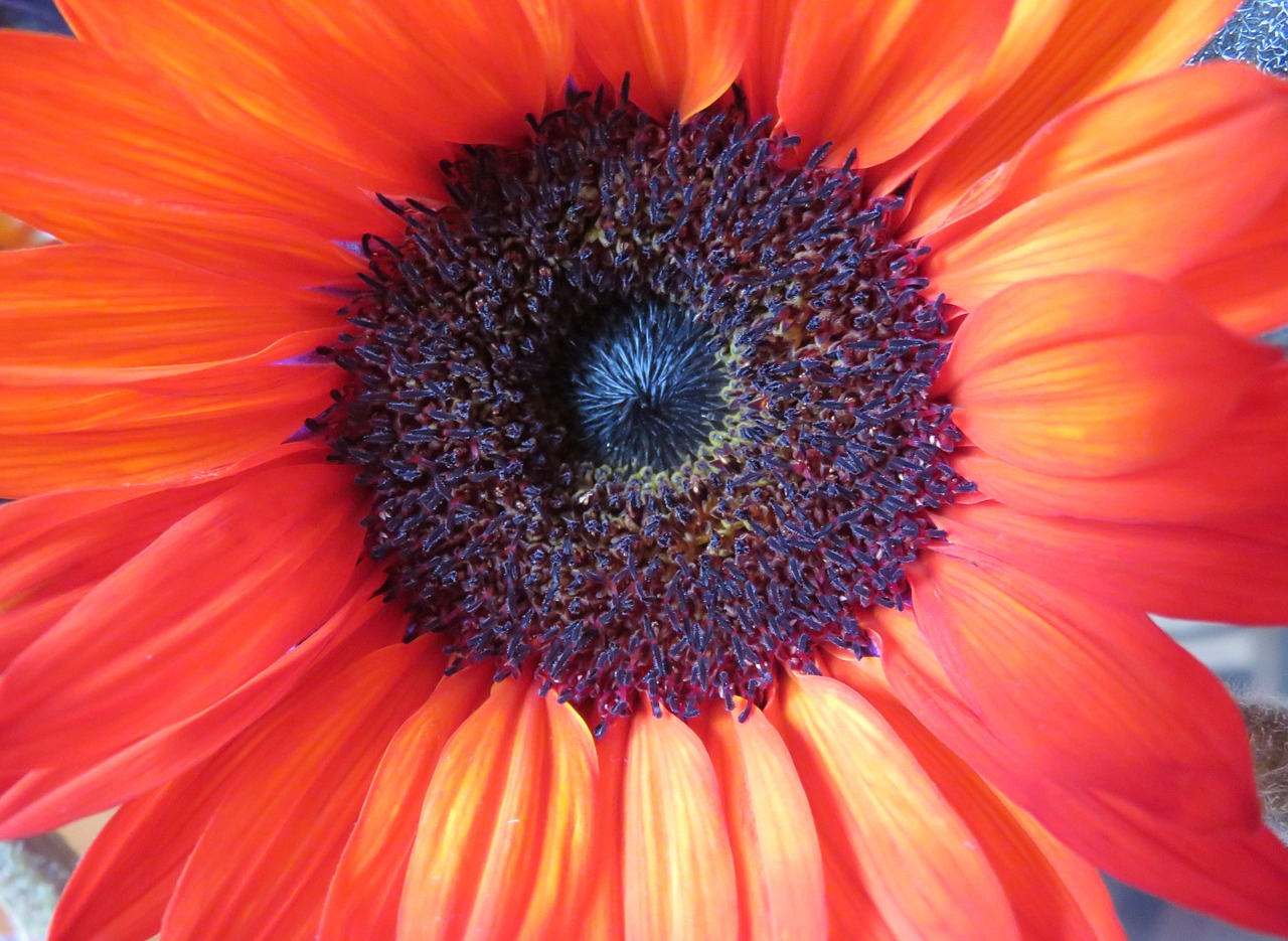 sunflower orange flower free photo