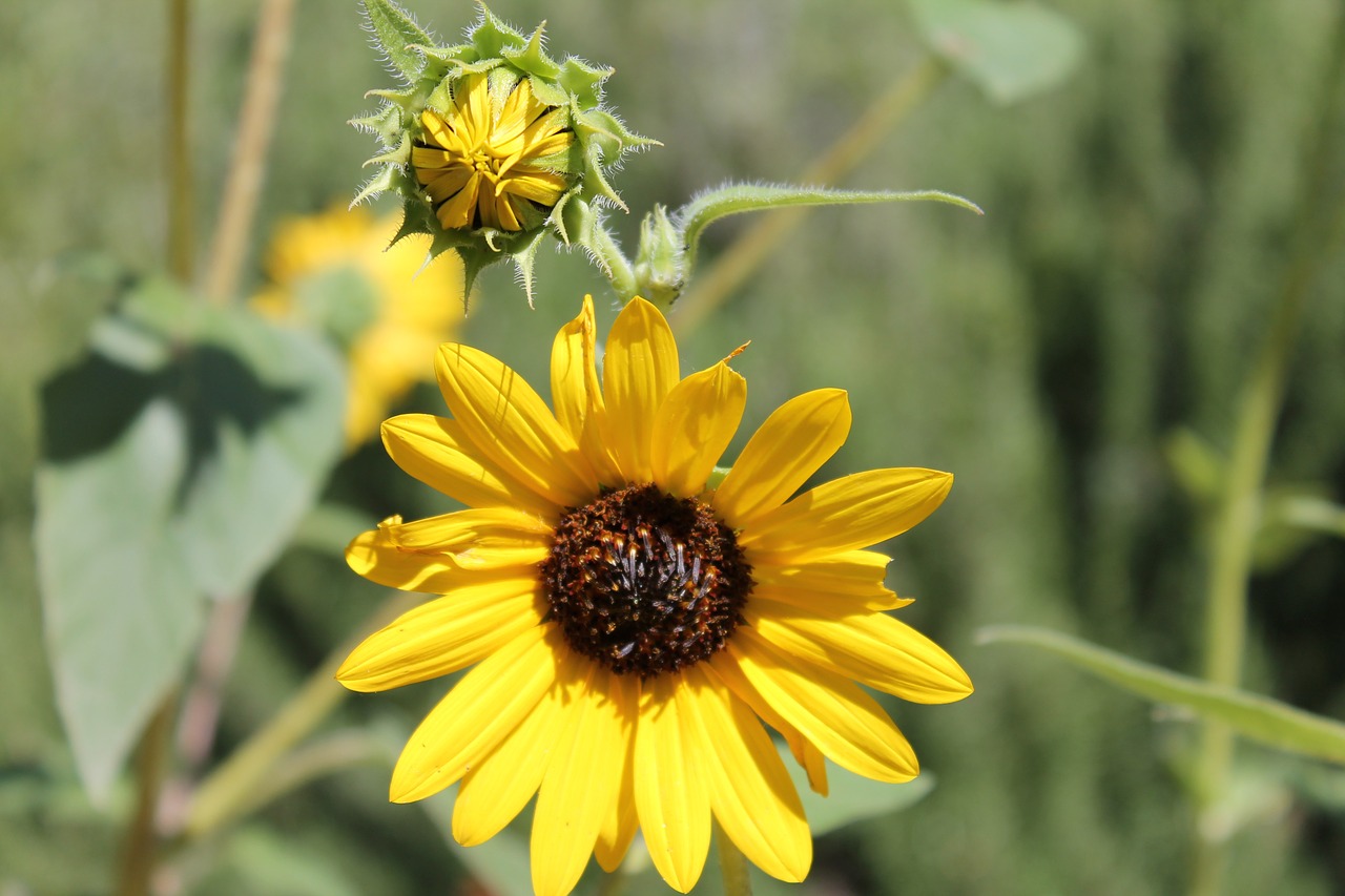 sunflower petal bloom free photo