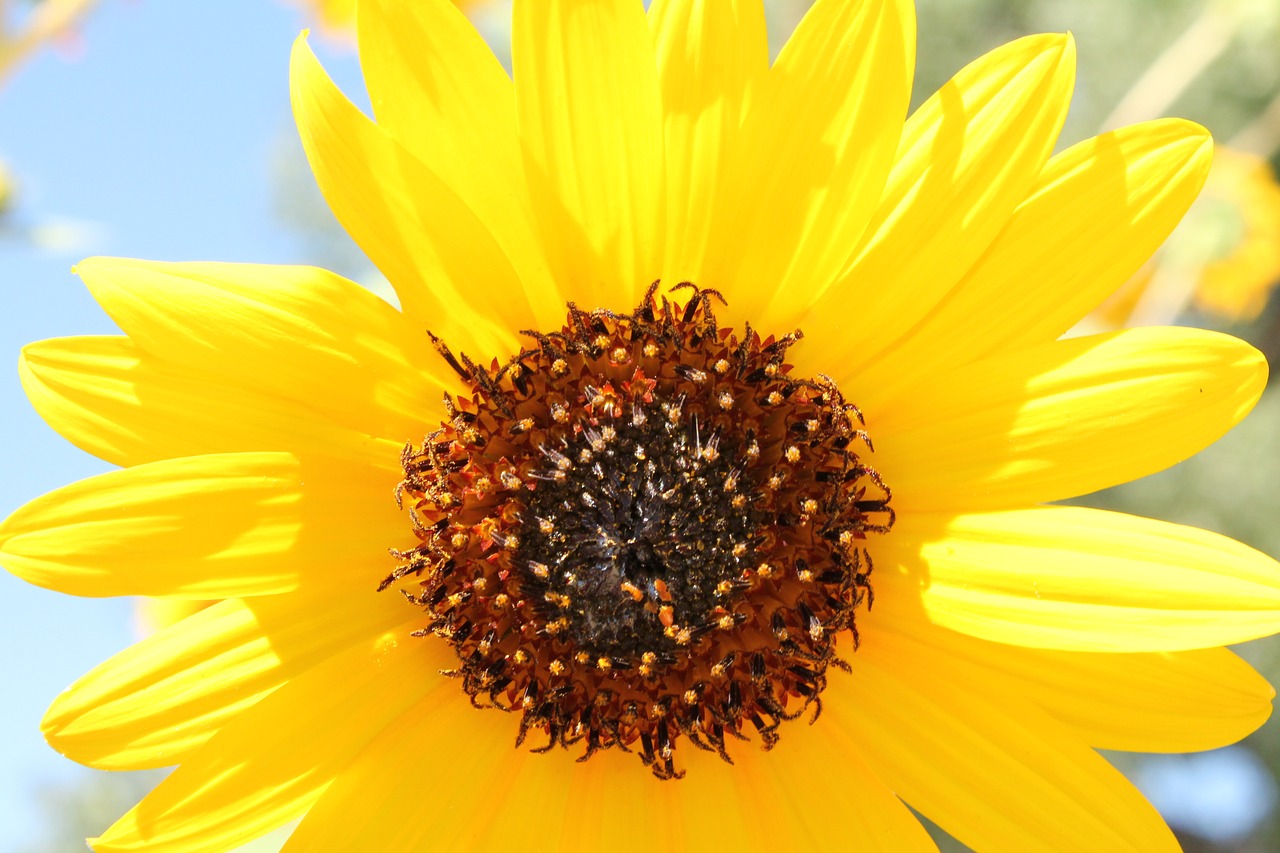 sunflower yellow flower free photo