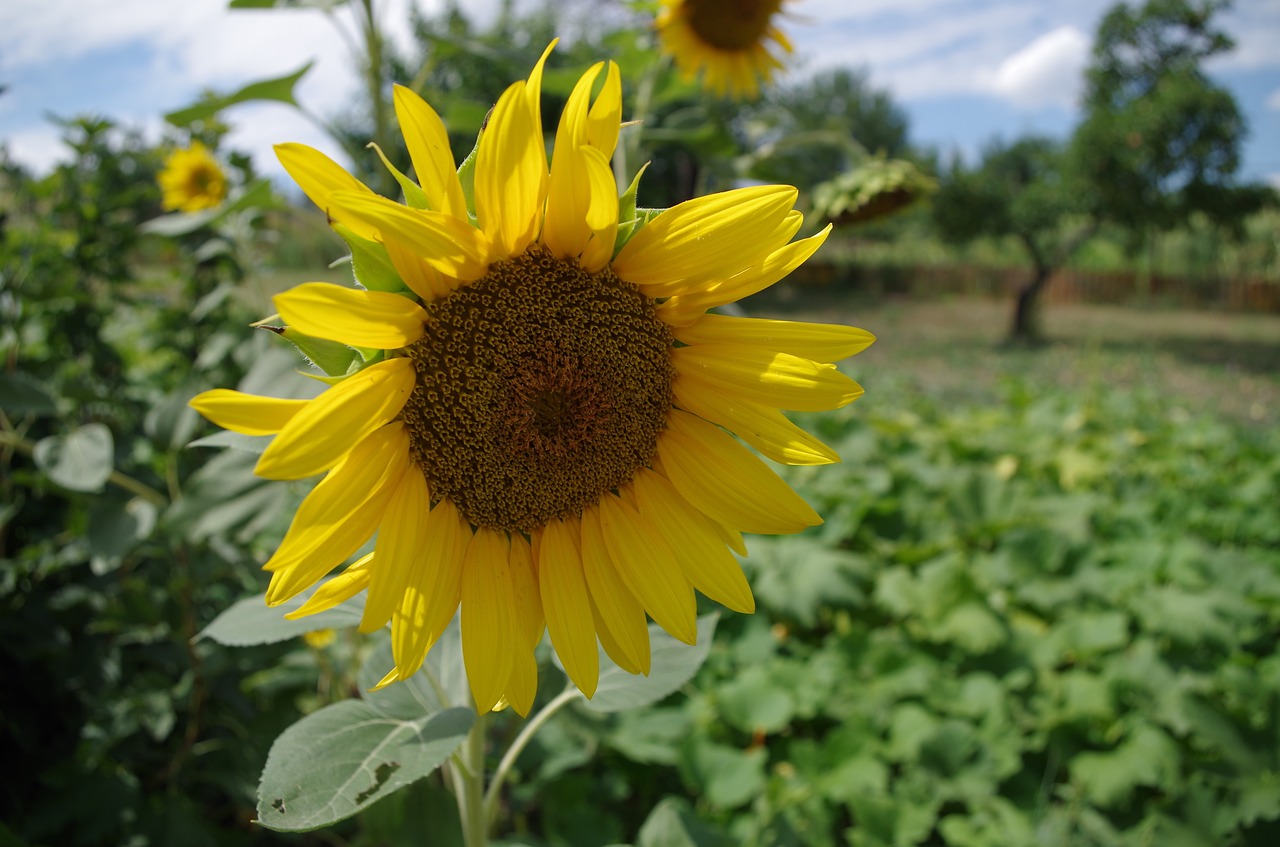 sunflower yellow oil free photo