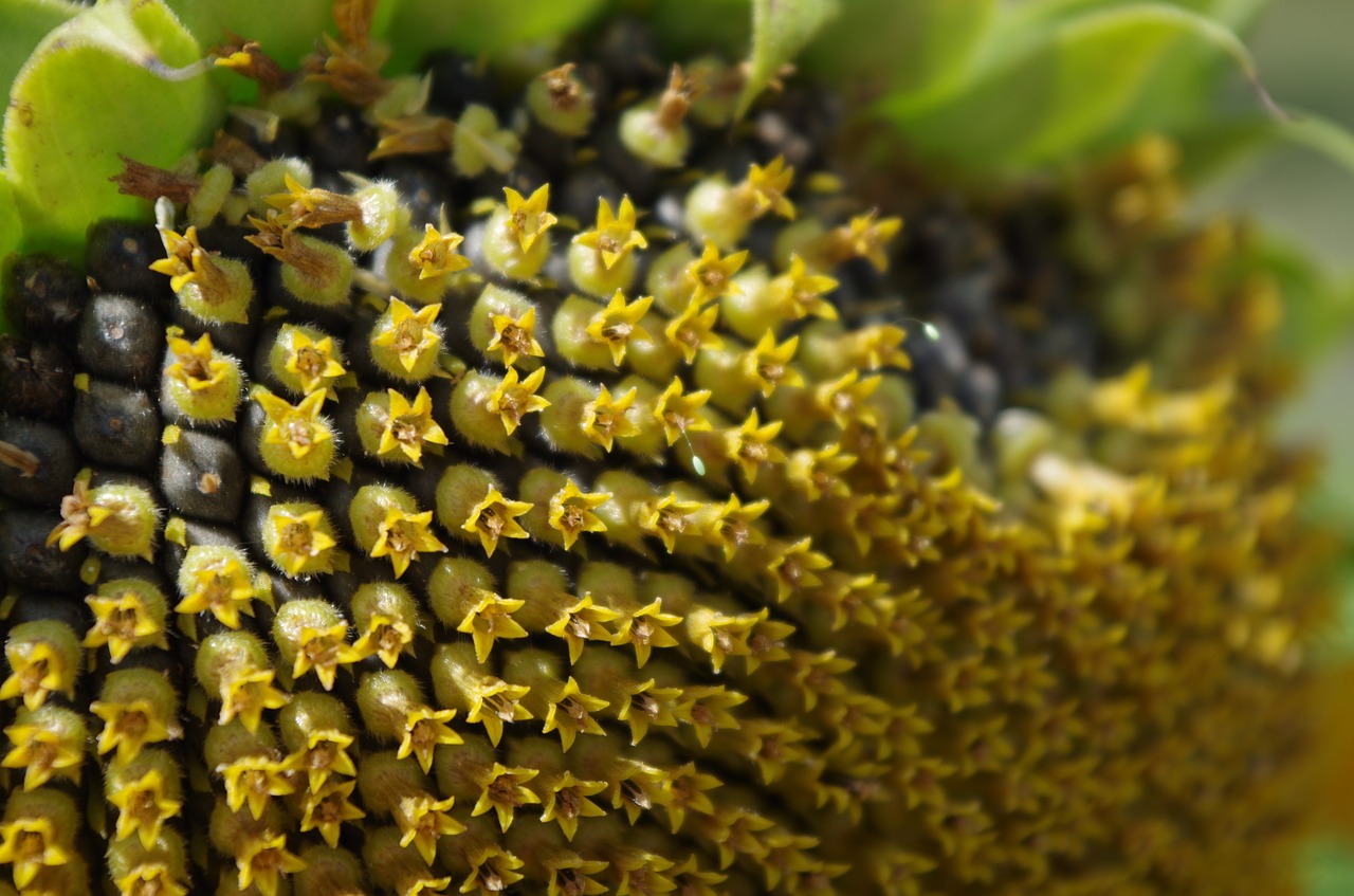 sunflower flower seeds free photo