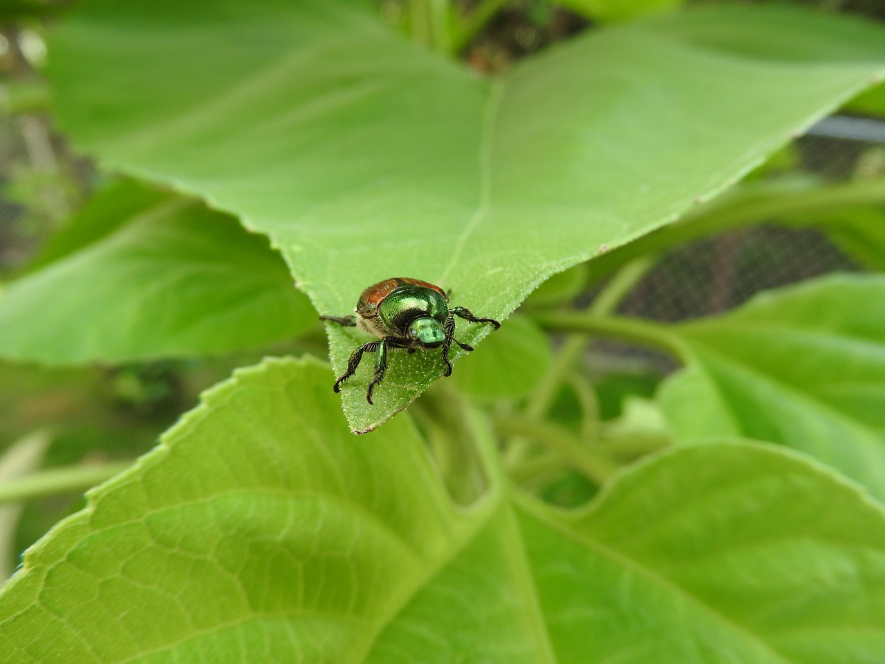 sunflower leaf beetle free photo