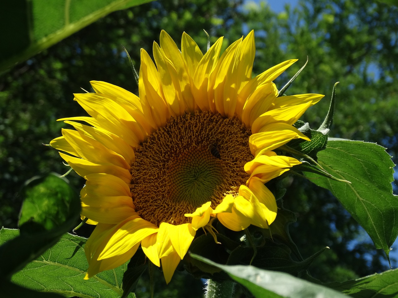 sunflower yellow seeds free photo