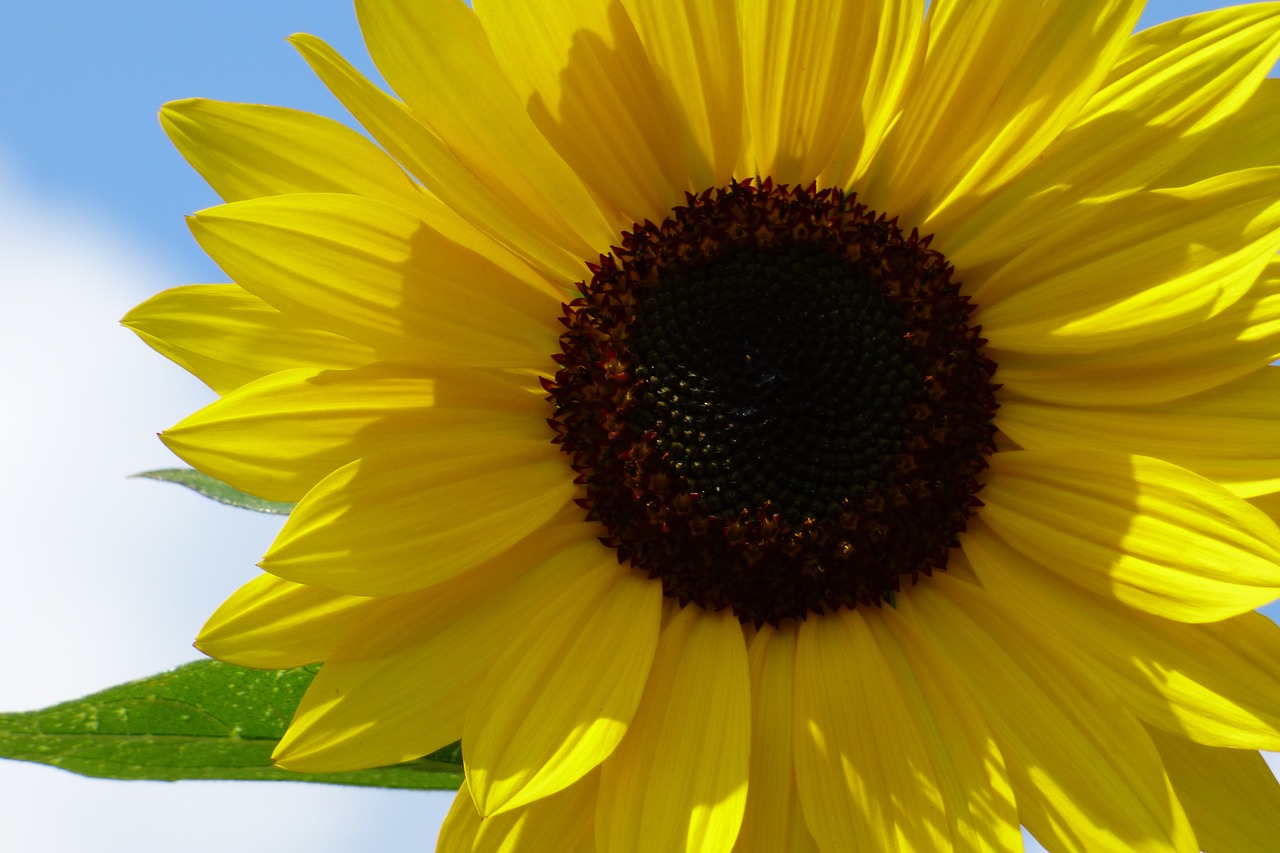 sunflower flower yellow free photo