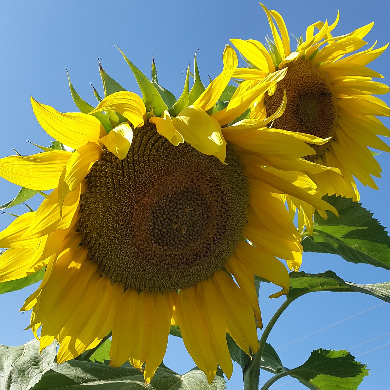 sunflower dacha summer free photo