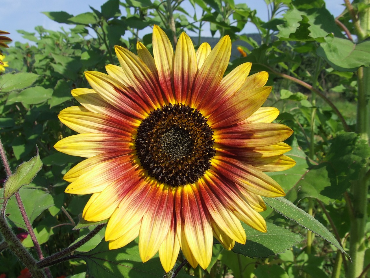 sunflower flower color free photo