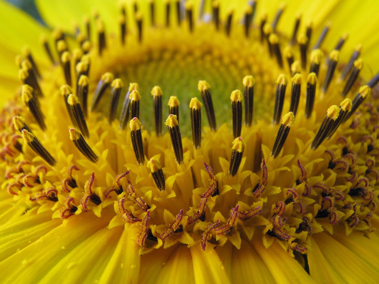 sunflower helianthus annuus blossom free photo