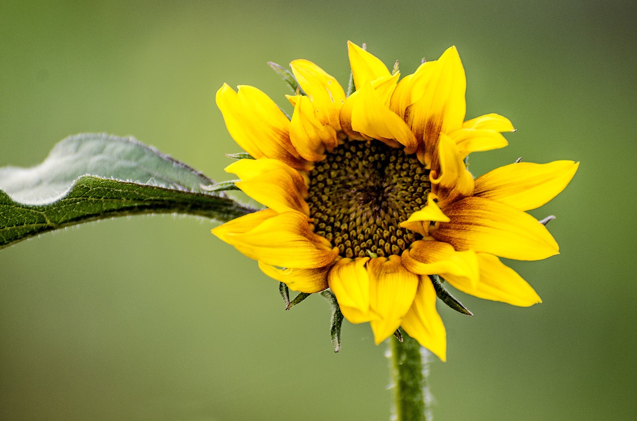 sunflower flower wildflower free photo