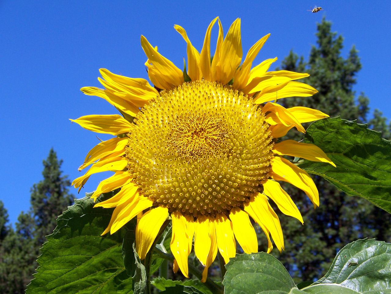 yellow sunflower flower free photo