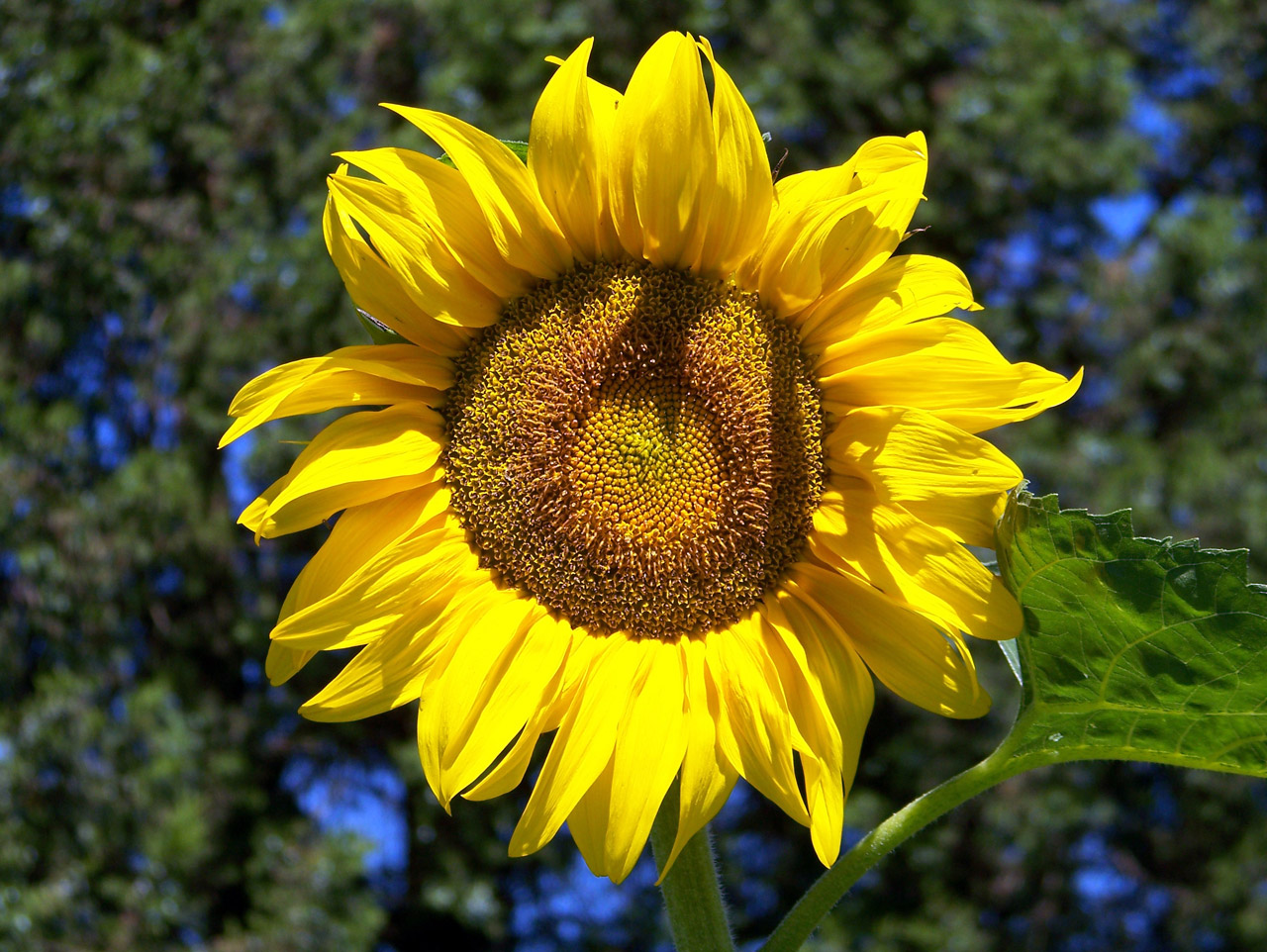 sunflower flower summer free photo