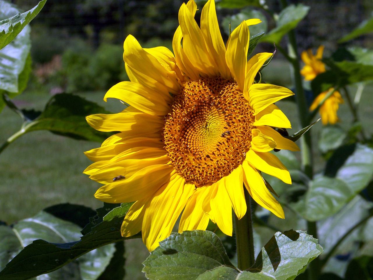 sunflower flower summer free photo