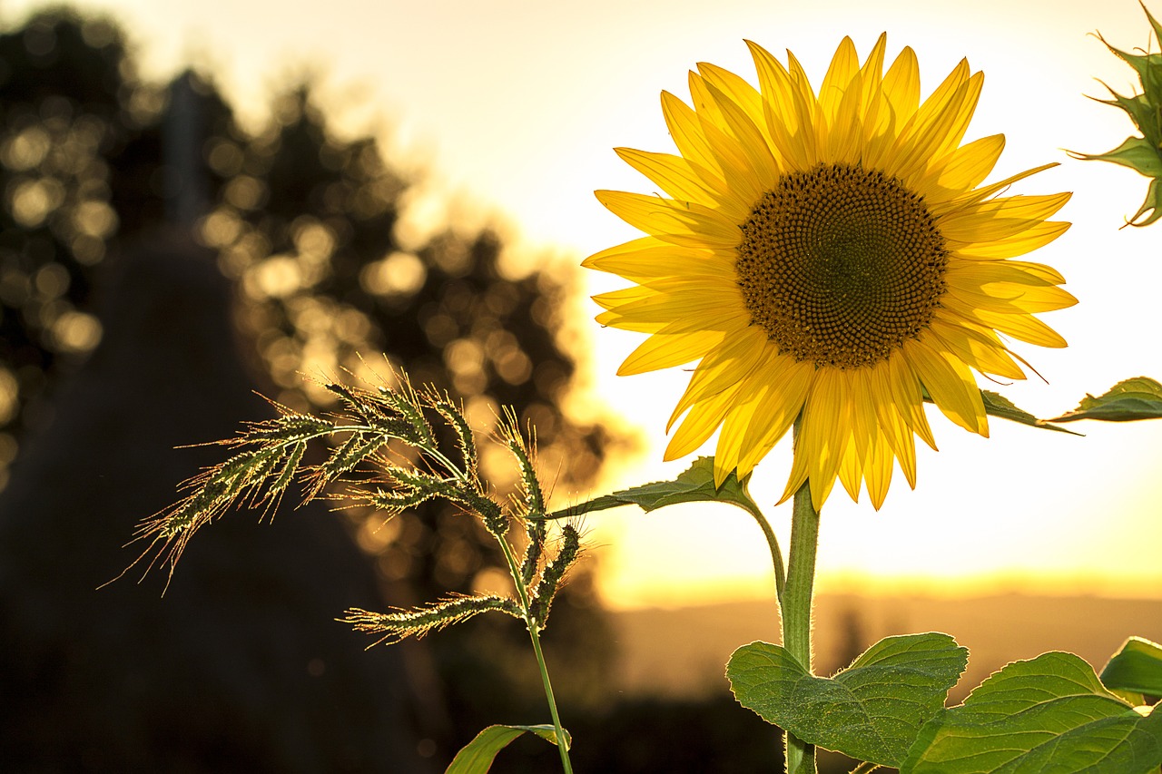 sunflower sun summer free photo