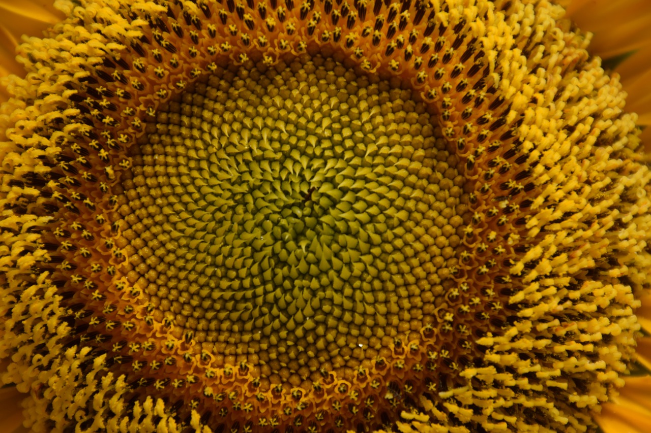 sunflower yellow nature free photo