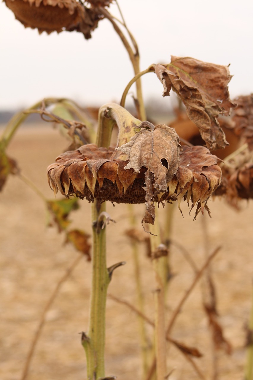 sunflower fall harvest free photo