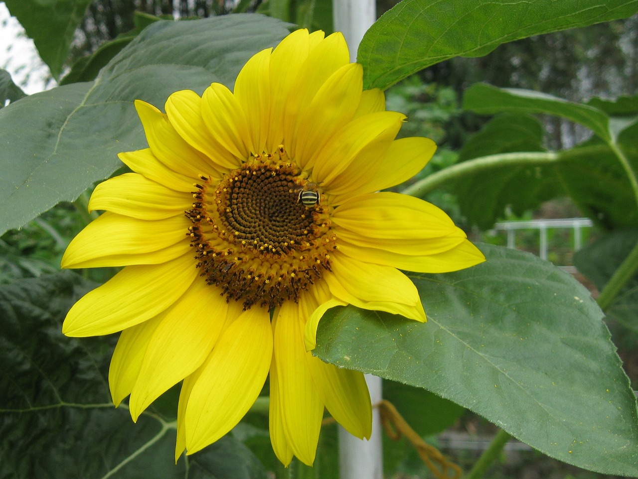 sunflower bee plant free photo