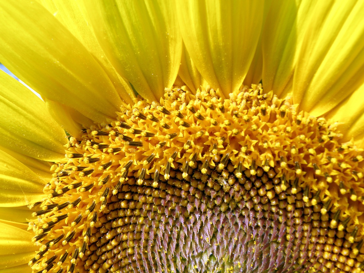 sunflower yellow agriculture free photo