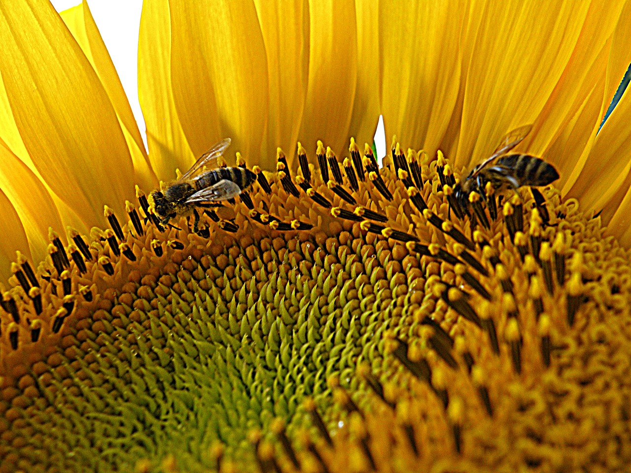 sunflower bees agriculture free photo