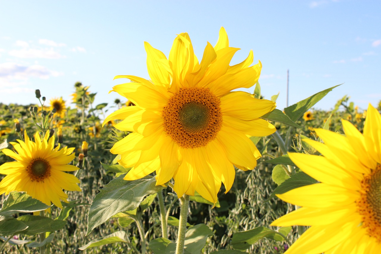 sunflower yellow flowers summer free photo