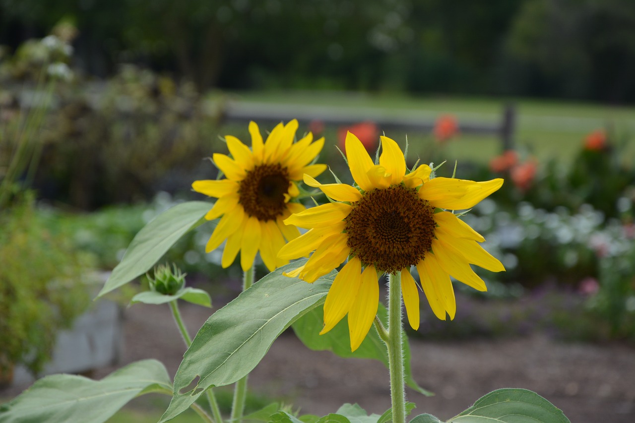 sunflower yellow flower garden free photo