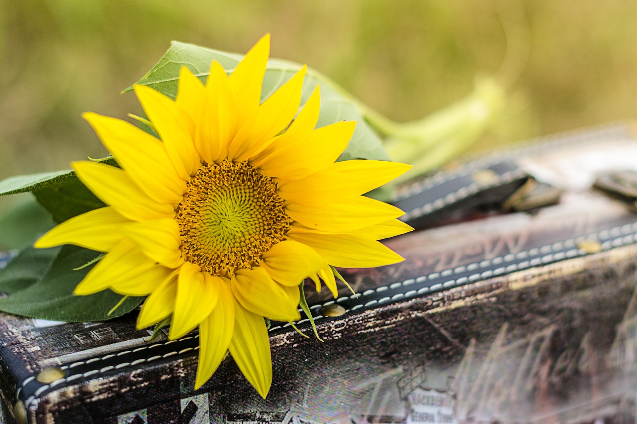 sunflower suitcase flower free photo