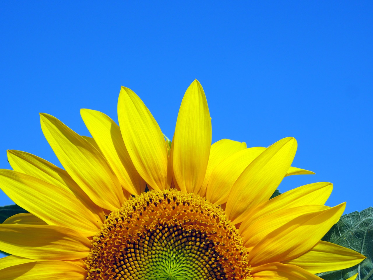 sunflower nature flower free photo