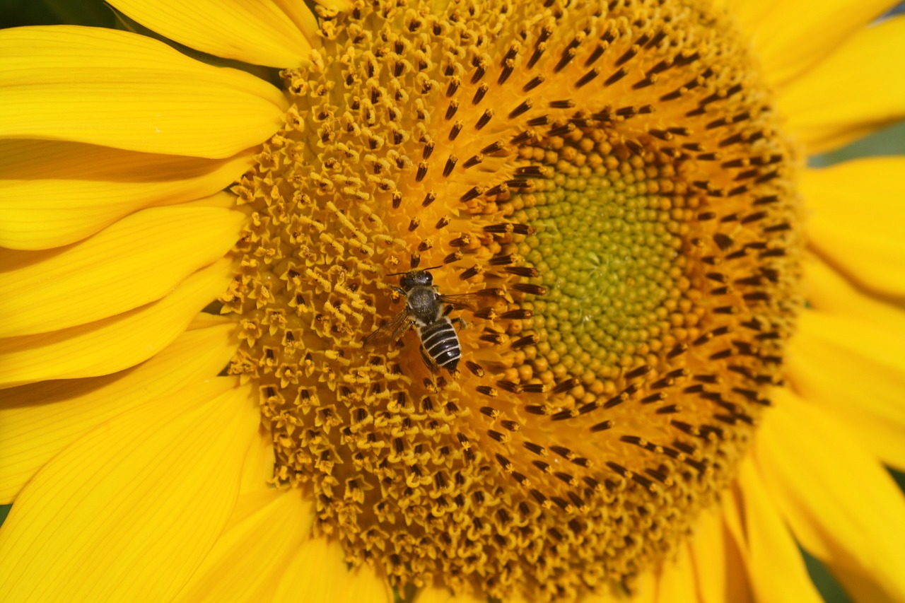 sunflower bee golden free photo