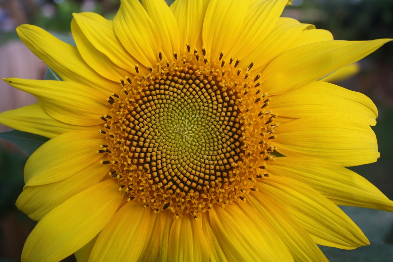 sunflower yellow flower free photo