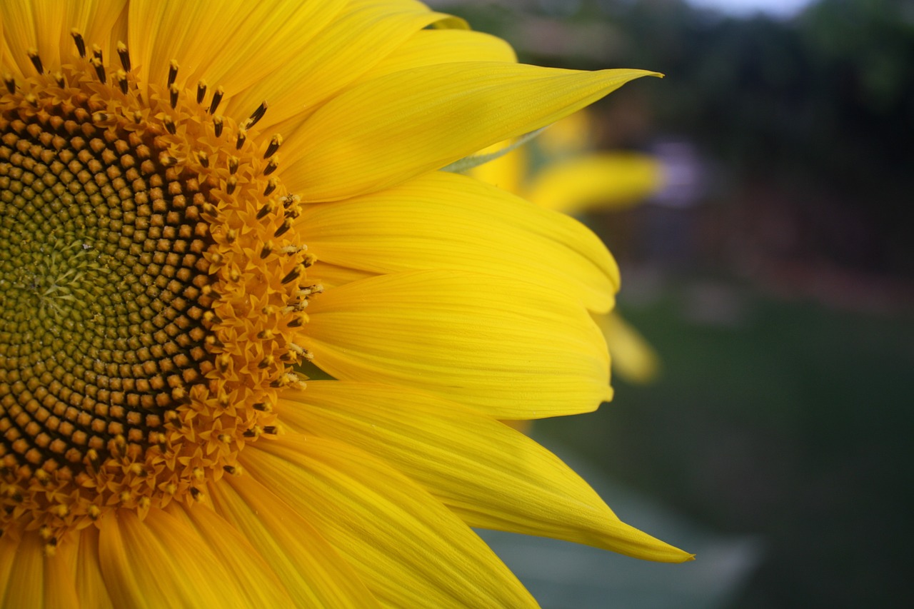 sunflower petals yellow free photo