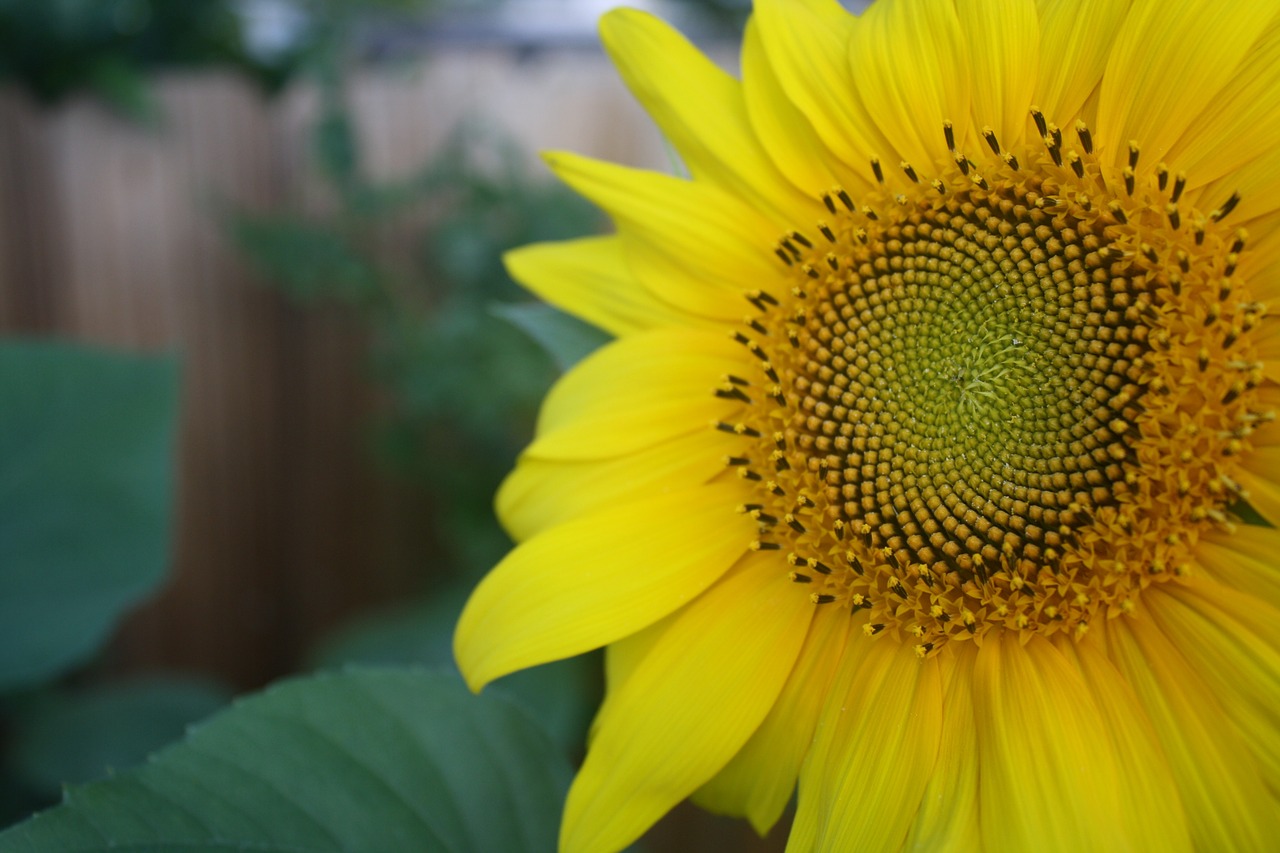 sunflower petals yellow free photo