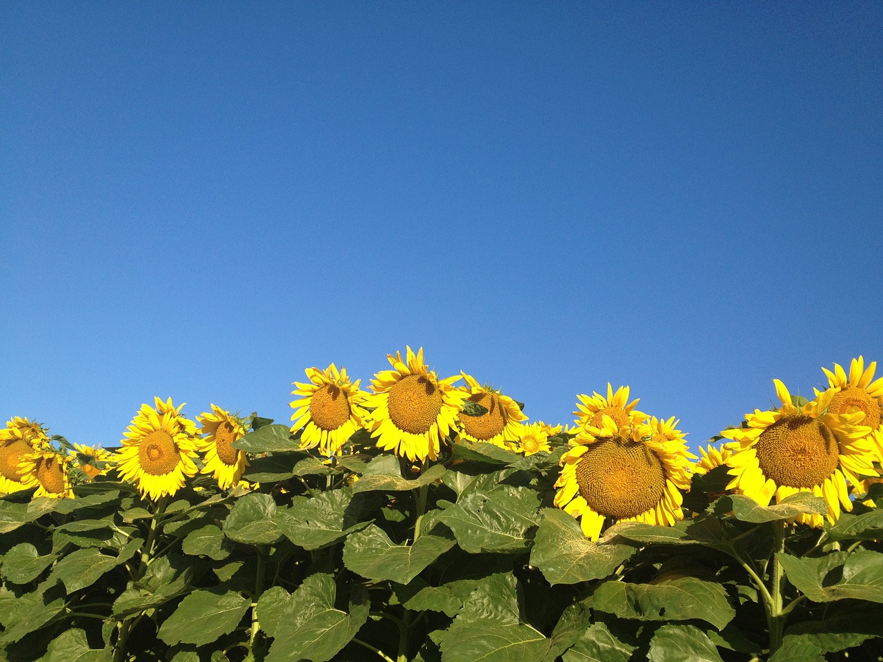 sunflower flowers summer flowers free photo