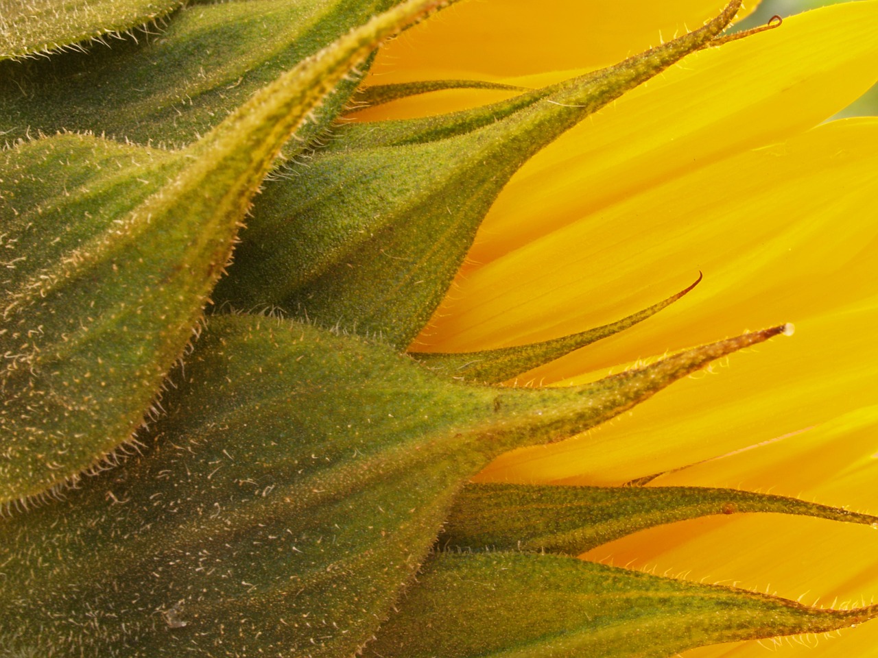 sunflower yellow flower free photo