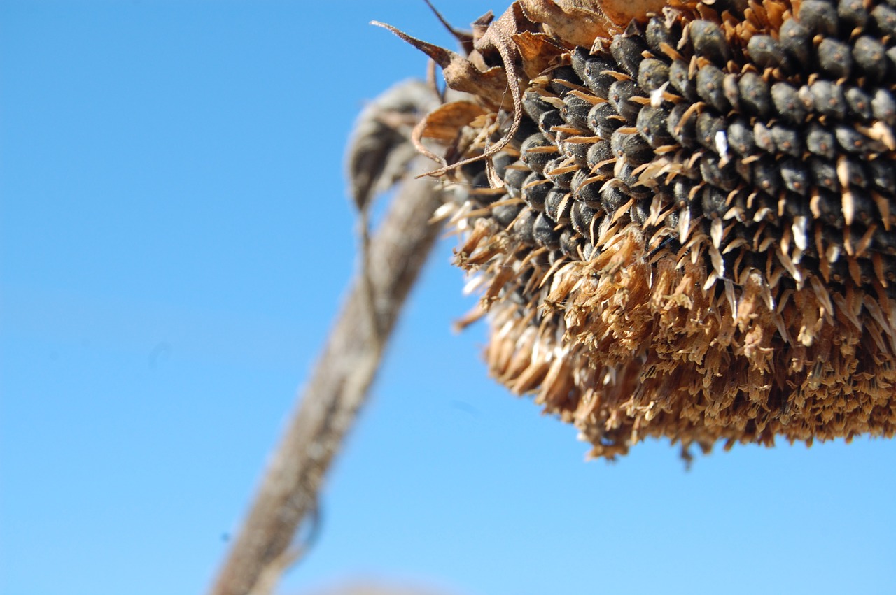 sunflower brands yellow free photo