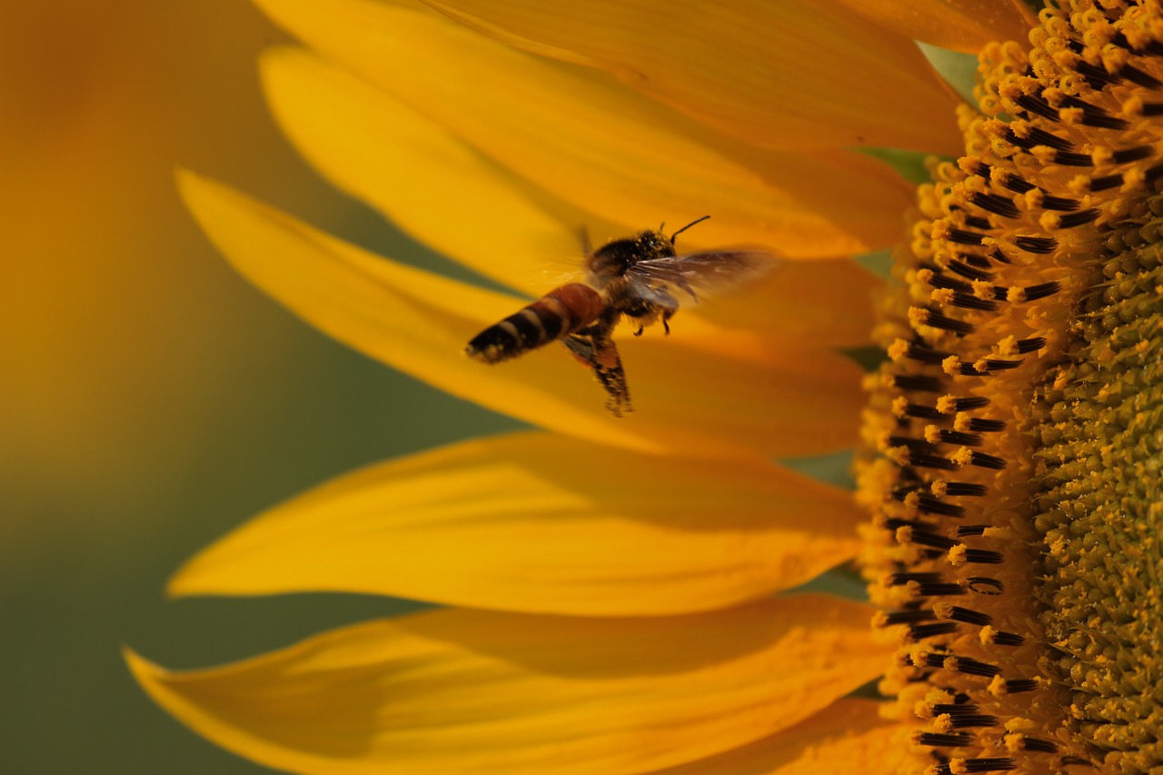 sunflower bee honeybee free photo