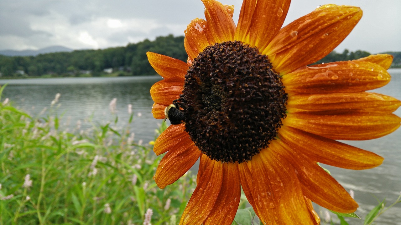 sunflower rain bee free photo