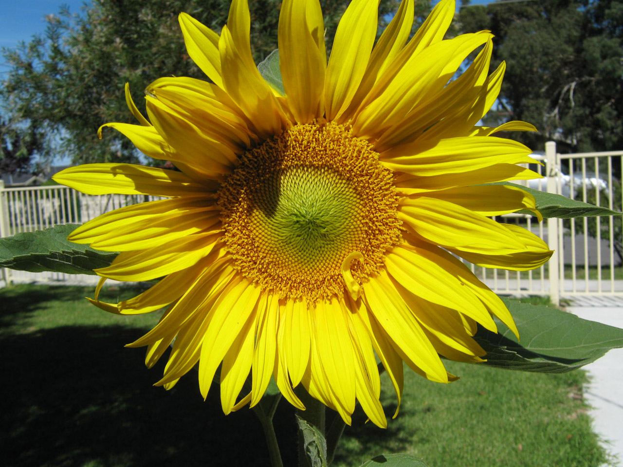 yellow flower sunflower free photo