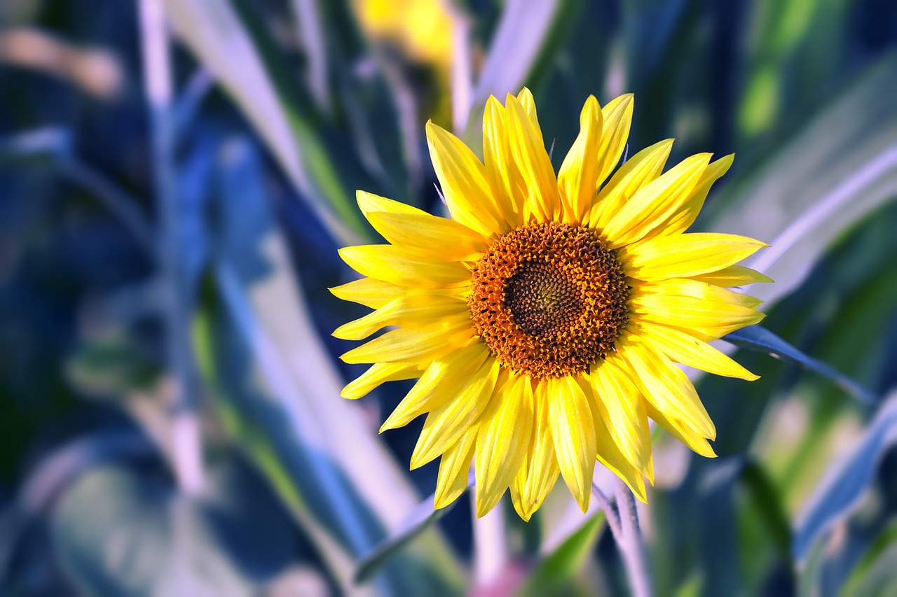 sunflower flower yellow free photo