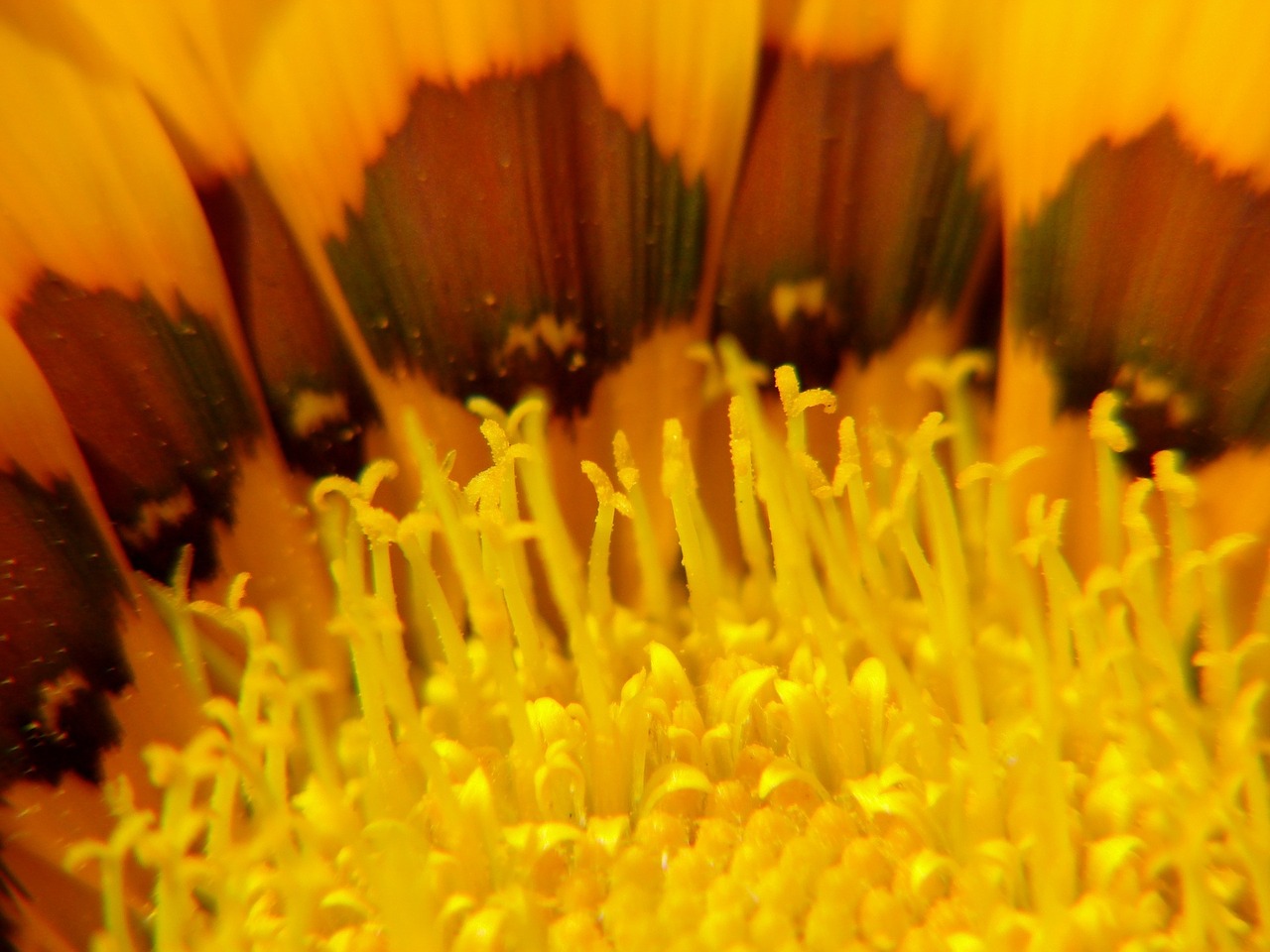 sunflower yellow flower macro free photo