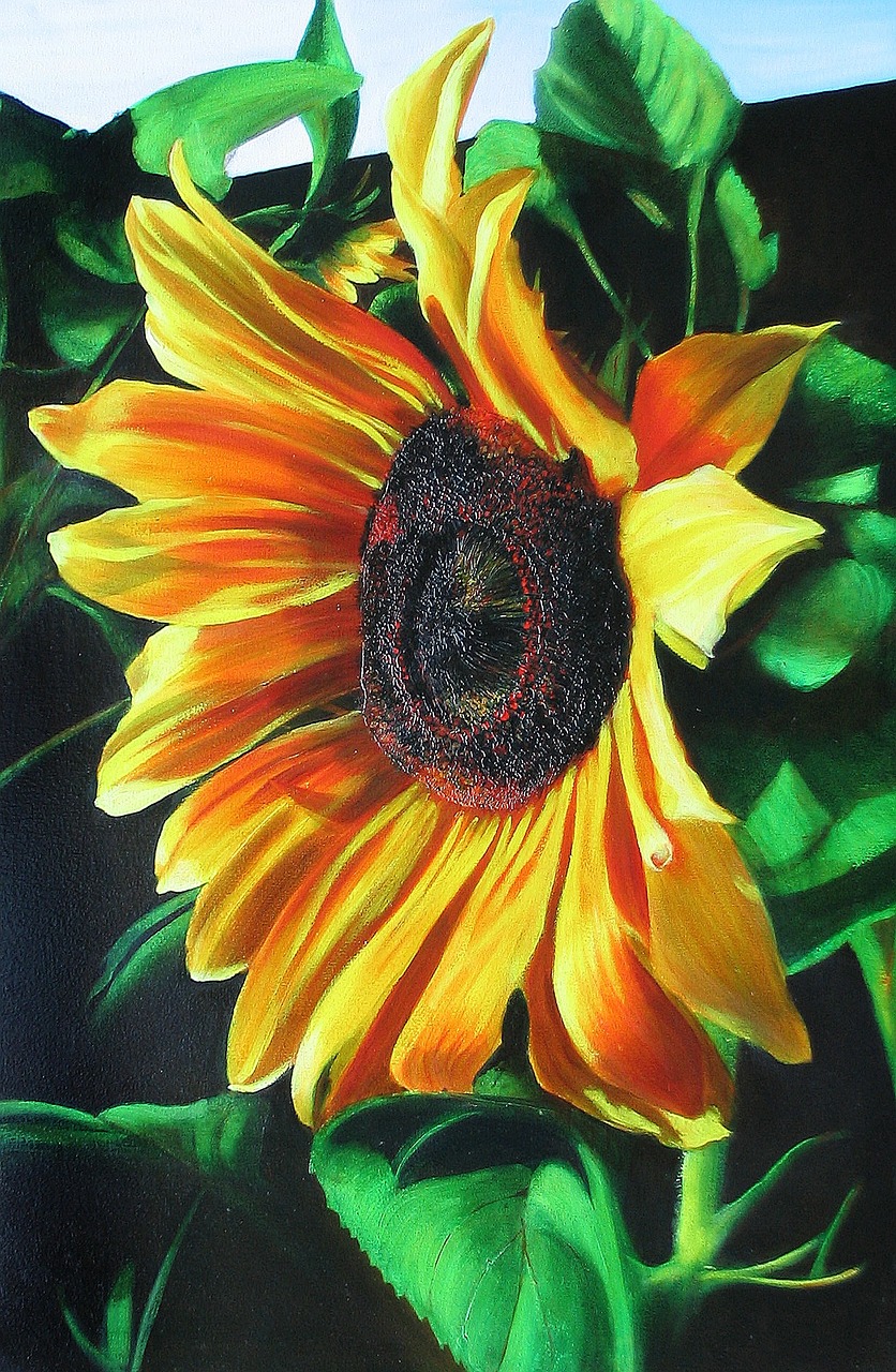 drawing sunflower morning free photo