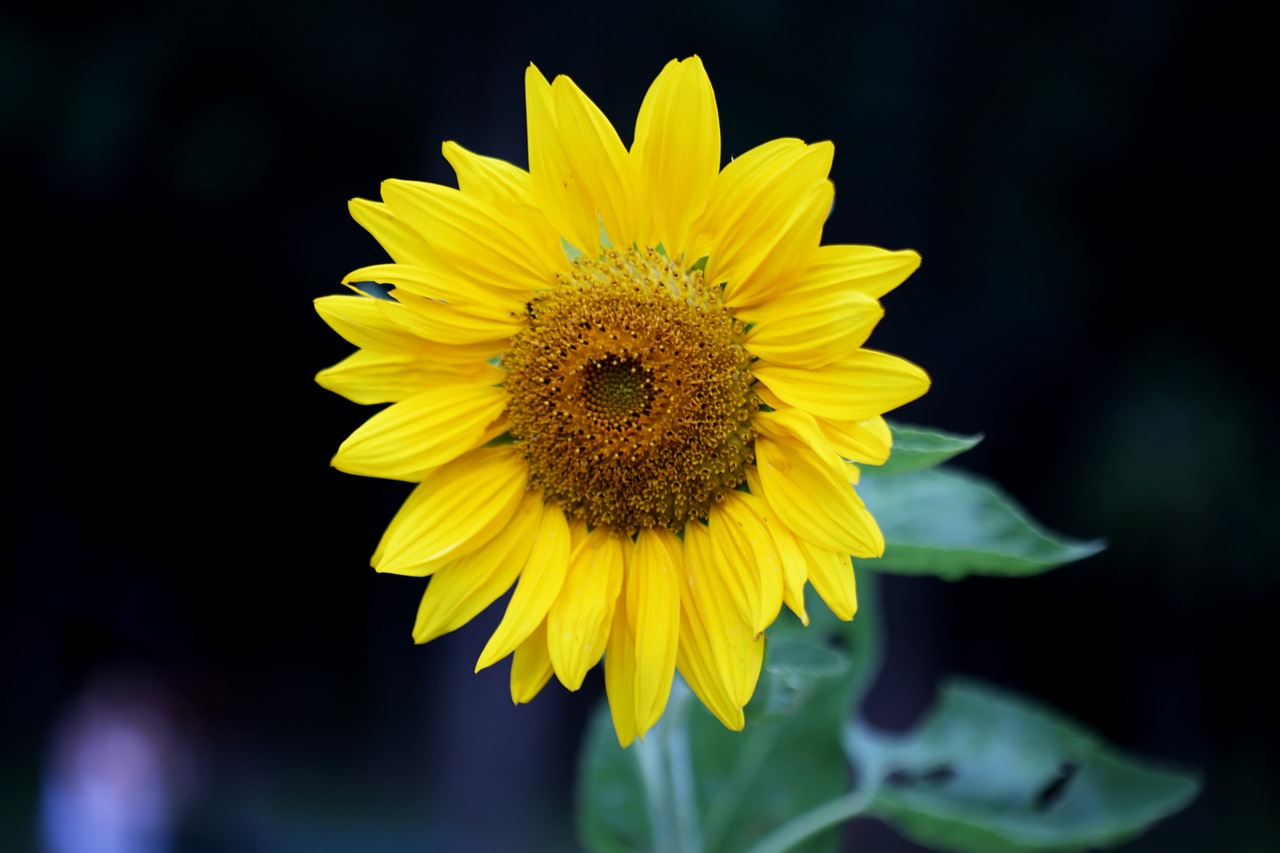 sunflower flower yellow free photo