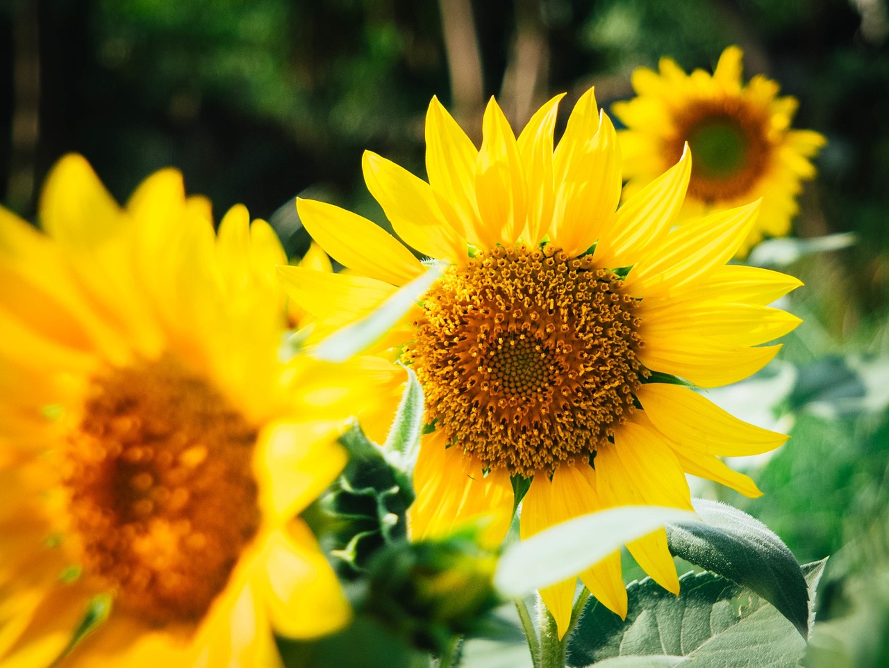 sunflower bloom yellow free photo